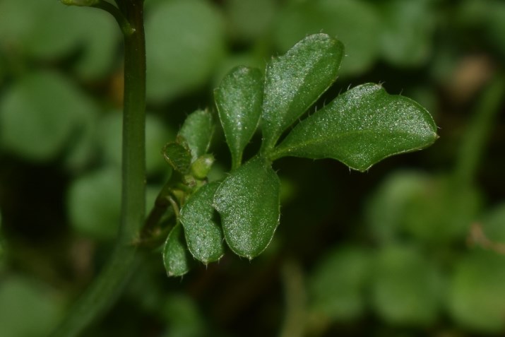 In aiuola condominiale:    Cardamine hirsuta